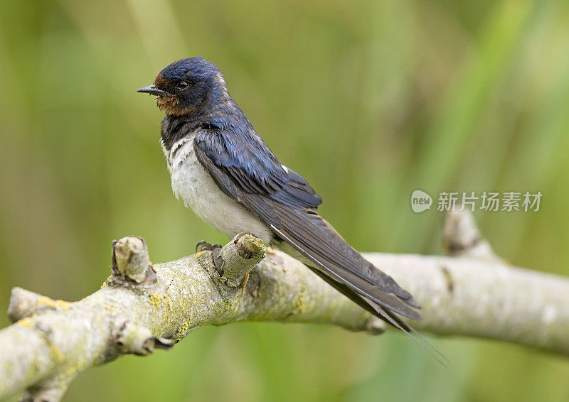 燕子(Hirundo rustica)